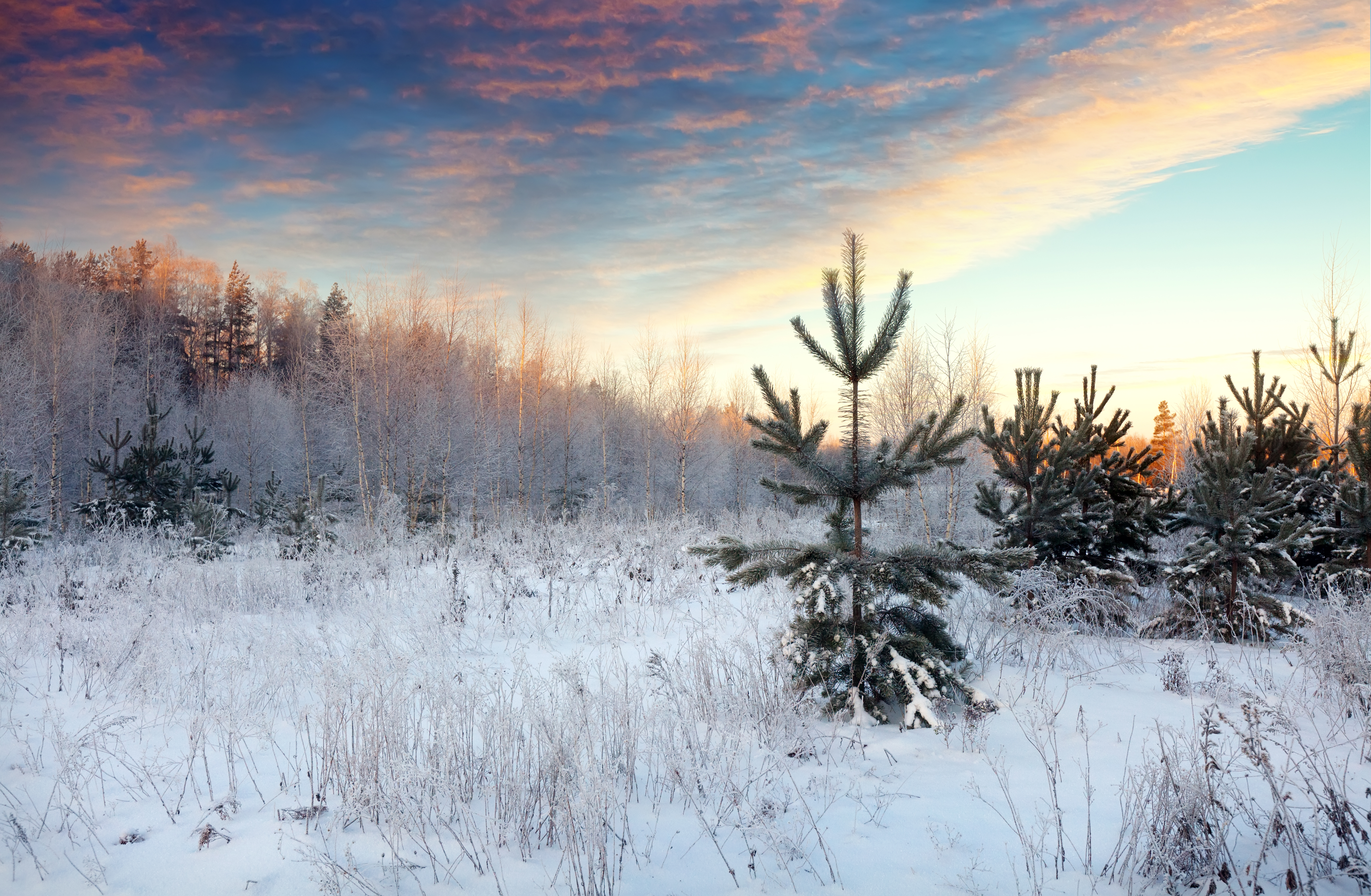 snowy landscape